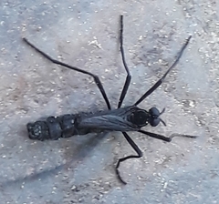 Penthetria funebris