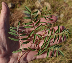 Indigofera pratensis
