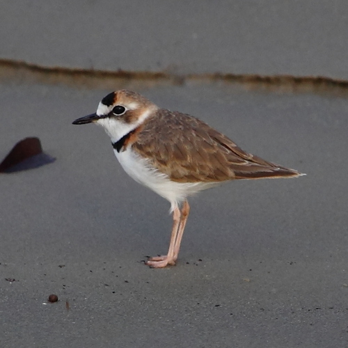 Collared Plover