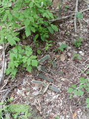 Acanthocereus oaxacensis