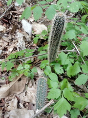 Acanthocereus oaxacensis