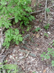 Acanthocereus oaxacensis