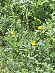 Ludwigia grandiflora