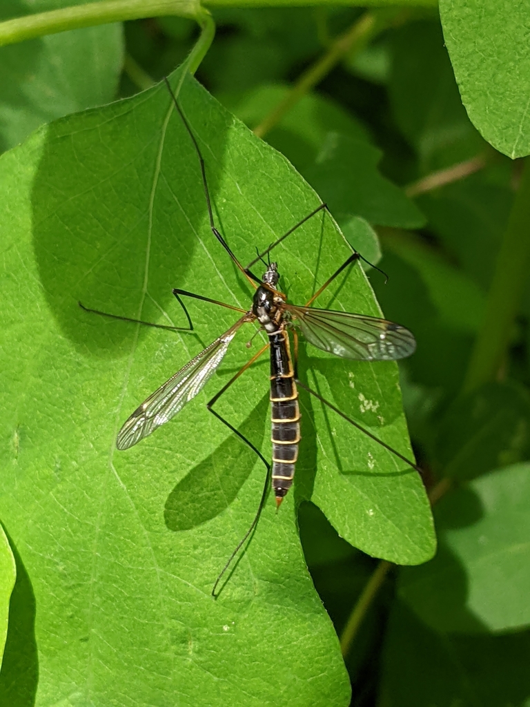 Tipula spernax
