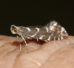 Callisto denticulella