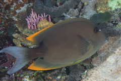 Ctenochaetus tominiensis