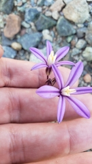 Brodiaea minor