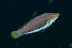 Cirrhilabrus punctatus