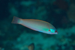 Pseudocoris yamashiroi