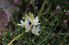 Ornithogalum concinnum