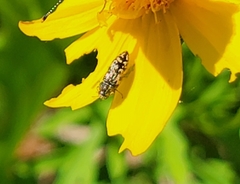 Acmaeodera neglecta neoneglecta