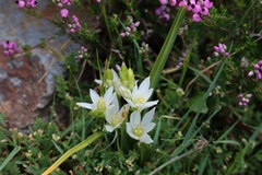 Ornithogalum concinnum