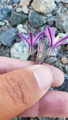 Brodiaea minor