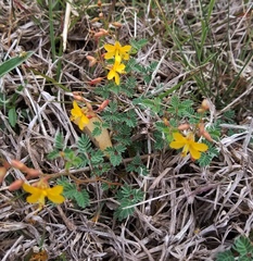 Hoffmannseggia drummondii