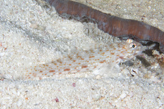 Istigobius rigilius