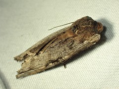 Xylena thoracica