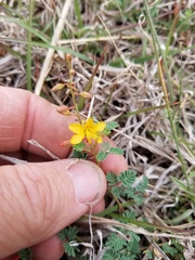 Hoffmannseggia drummondii