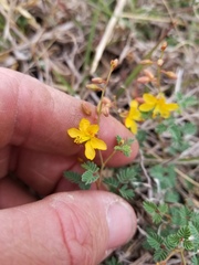 Hoffmannseggia drummondii