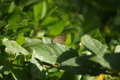Cissia phronius