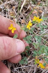 Hoffmannseggia drummondii