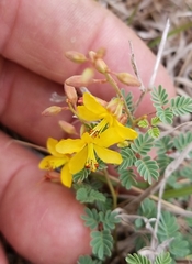 Hoffmannseggia drummondii