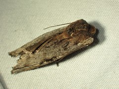 Xylena thoracica