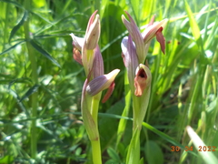 Serapias parviflora image