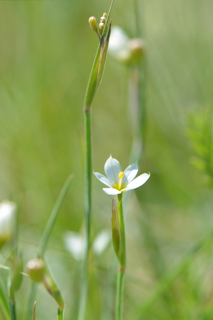 Northern Blue-eyed-grass