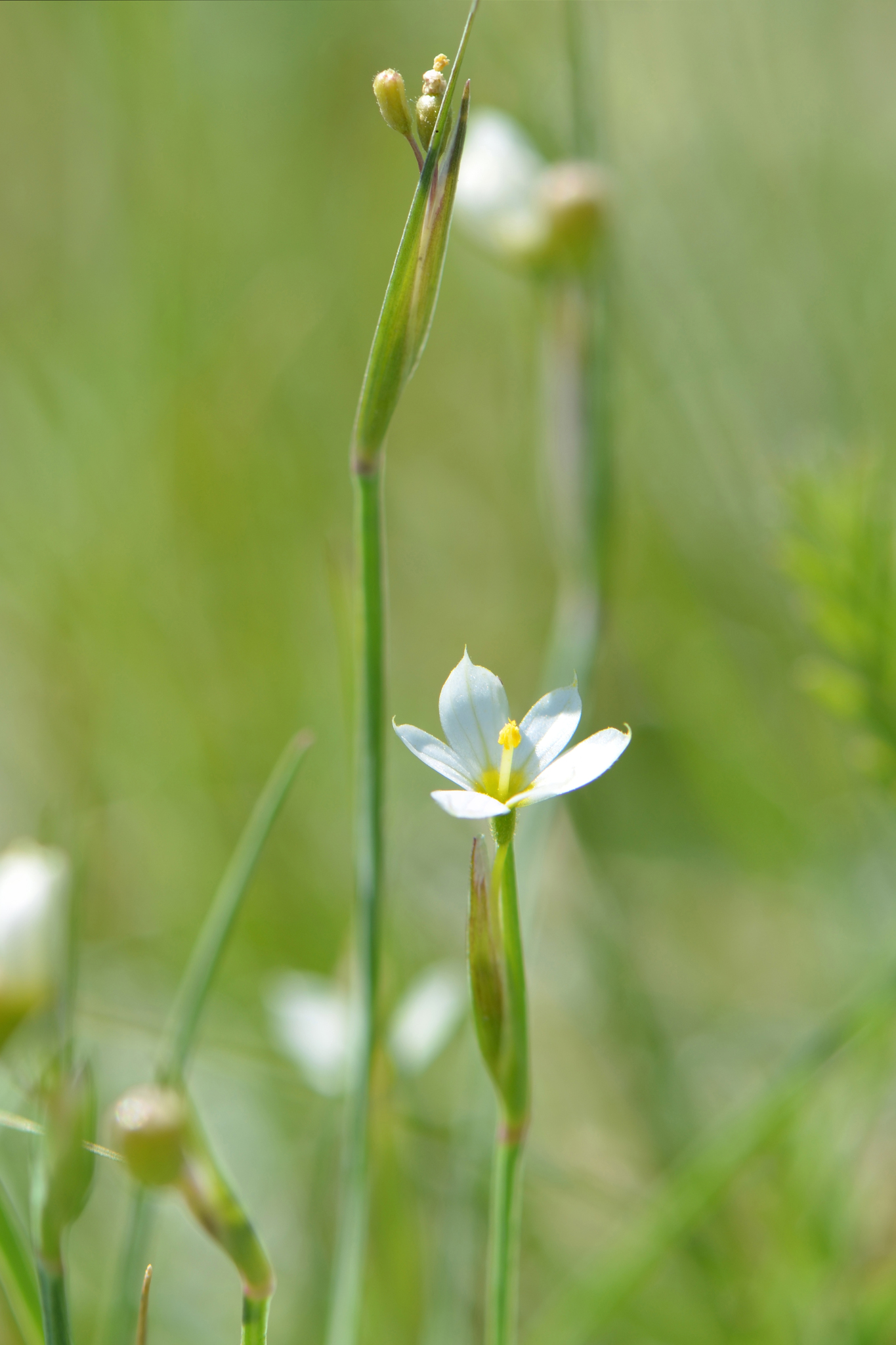 Sisyrinchium septentrionale