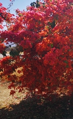 Bougainvillea
