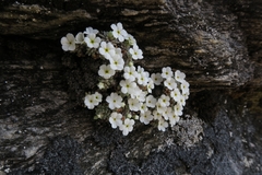 Androsace argentea