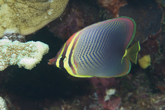 Chaetodon baronessa