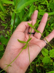 Ranunculus abortivus