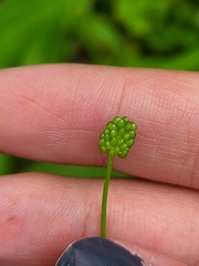 Ranunculus abortivus