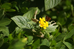 Miltomiges cinnamomea