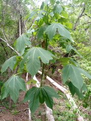 Gyrocarpus