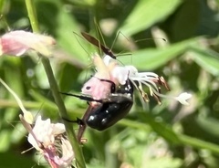 Euphoria sepulcralis