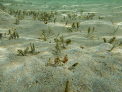 Halophila ovalis