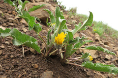 Balsamorhiza serrata
