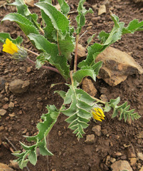 Balsamorhiza serrata
