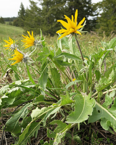Balsamorhiza X tomentosa
