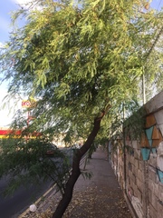 Prosopis