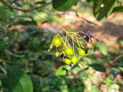 Pavetta gardeniifolia