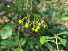 Pavetta gardeniifolia