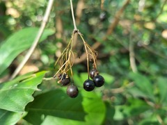 Pavetta gardeniifolia