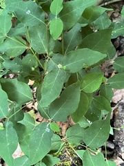 Euphorbia mercurialina