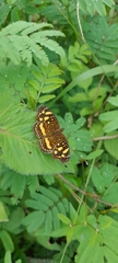 Anthanassa drusilla
