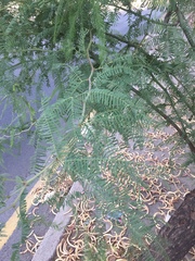 Prosopis