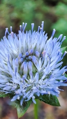 Jasione sessiliflora