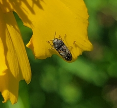 Acmaeodera neglecta neoneglecta